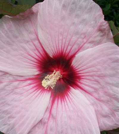 Rose Mallow Kopper King
